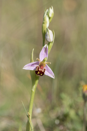 2022 06 08 Bee Orchid Holme NWT Norfolk_Z5A4326
