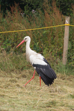 2023 07 04 White Stork Knepp West Sussex_Z5A7476