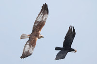 2025 05 02 Marsh Harrier Cley Marshes Norfolk_81A5185