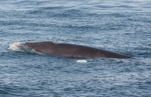 Minke Whale Scotland_Z5A9632