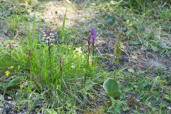 2022 06 02 Lady Orchid Twyblade Early Purple Orchid Denge Wood Bonsai Bank Kent_Z5A3399