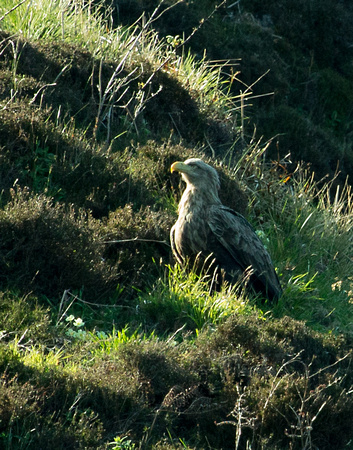 White tailed Eagle Scotland_Z5A9732