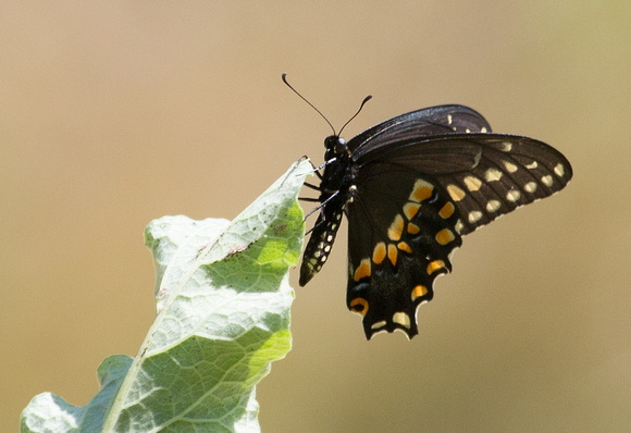 Black Swallowtail  Massachusetts USA_Z5A5624