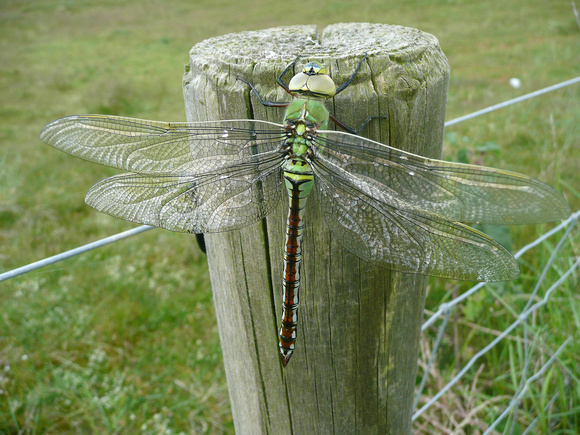 Emperor Dragonfly NorfolkP1050591