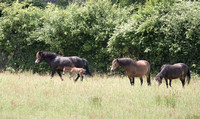 2023 07 05 Exmoor Pony Knepp West Sussex_Z5A7787