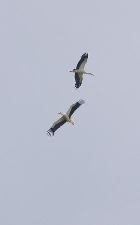 2023 07 05 White Stork Knepp West Sussex_Z5A7671