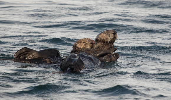 Sea Otter California_Z5A3987