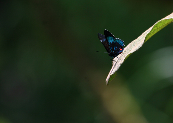Butterfly sp. Ecuador IMG_1046