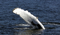 Humpback Whale USA IMG_6515