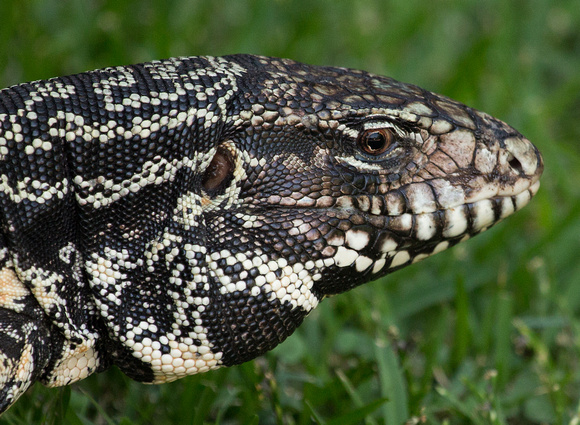 2017 01 04 Argentinian Black and White Tegu Costanera Sur Ecological Reserve Buenos Aires Argentina_Z5A5419