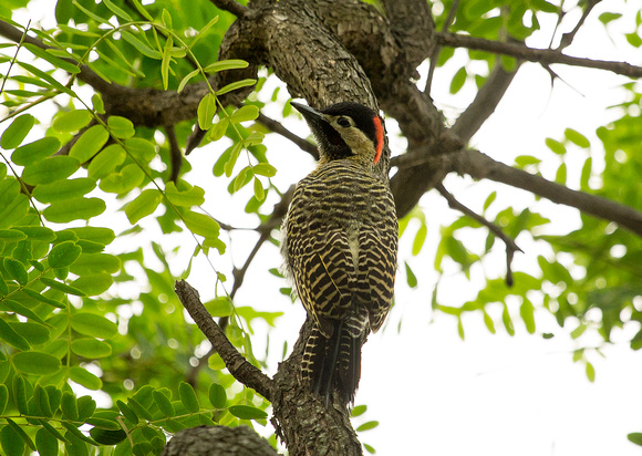 2017 01 04 Green backed Woodpecker Costanera Sur Ecological Reserve Buenos Aires Argentina_Z5A5261