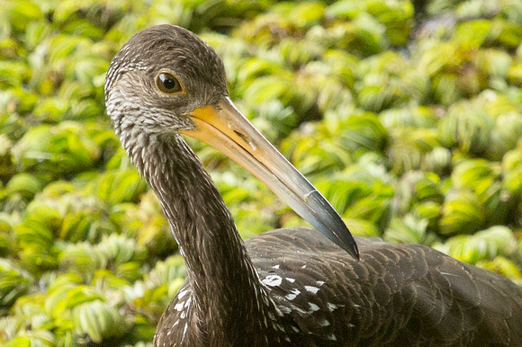 2017 01 04 Limpkin Costanera Sur Ecological Reserve Buenos Aires Argentina_Z5A5087a