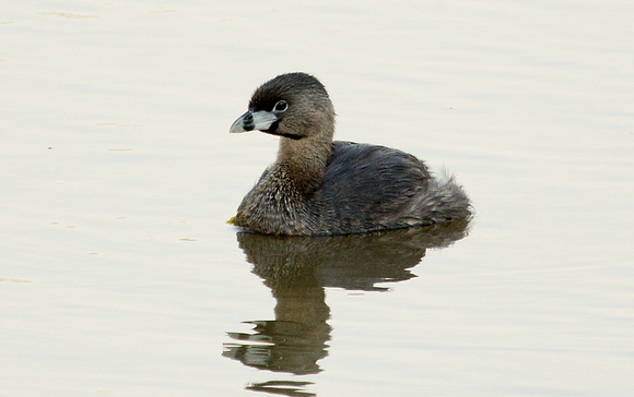 2017 01 04 Pied Billed Grebe Costanera Sur Ecological Reserve Buenos Aires Argentina_Z5A5685
