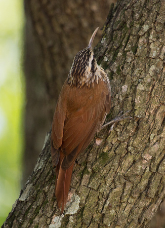 2017 01 05 Narrow billed Woodcreeper Costanera Sur Ecological Reserve Buenos Aires Argentina_Z5A5799