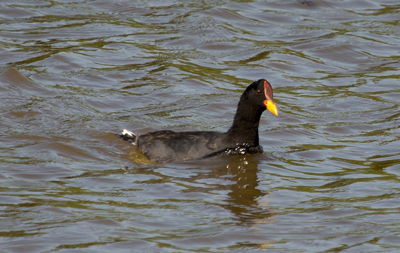 2017 01 05 Red fronted Coot Costanera Sur Ecological Reserve Buenos Aires Argentina_Z5A6613