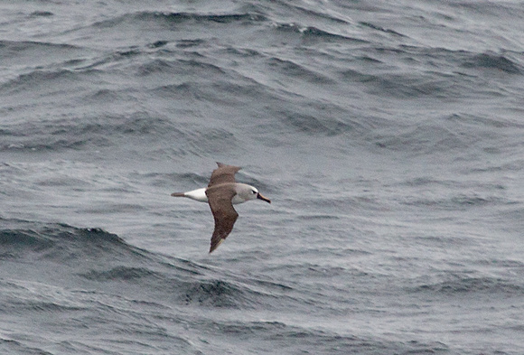 2017 01 09 Yellow nosed Albatross Off Argentina_Z5A8327