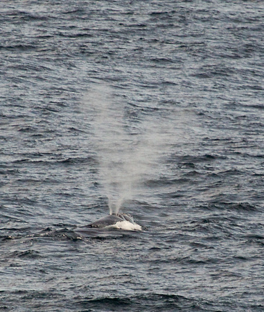 2017 01 11 Southern Right Whale off Argentina_Z5A0056