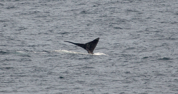 2017 01 11 Southern Right Whale off Argentina_Z5A0197