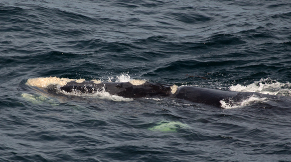 2017 01 11 Southern Right Whale off Argentina_Z5A0275