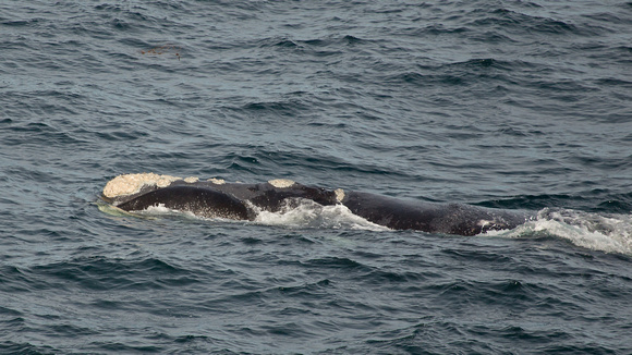 2017 01 11 Southern Right Whale off Argentina_Z5A0278