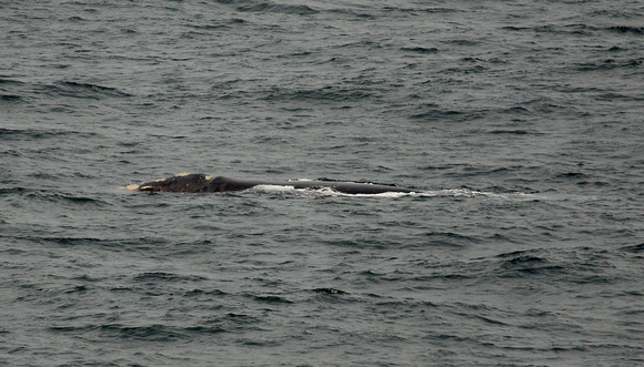 2017 01 11 Southern Right Whale off Argentina_Z5A8378