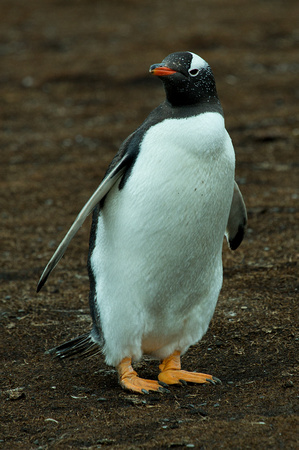 2017 01 12 Gentoo Penguin Falklands_Z5A9759