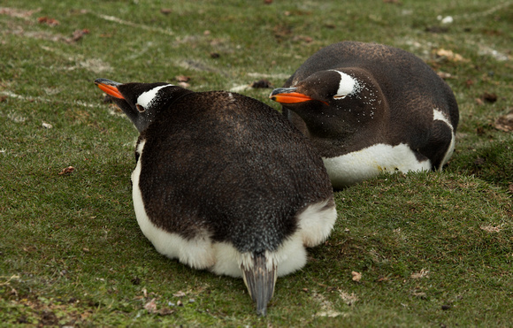 2017 01 12 Gentoo Penguin Falklands_Z5A9855