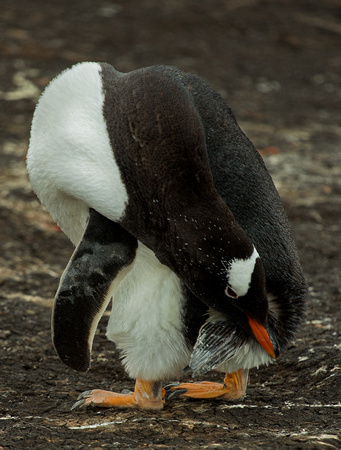 2017 01 12 Gentoo Penguin Falklands_Z5A9900