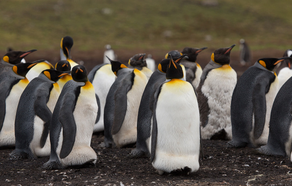 2017 01 12 King Penguin Falklands_Z5A9636