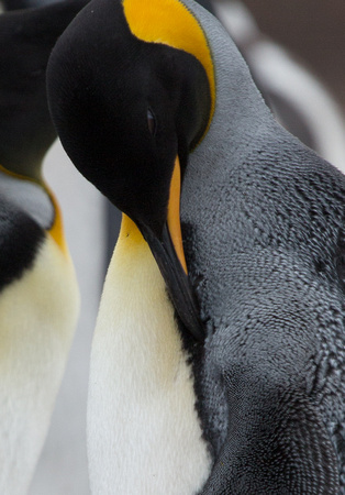 2017 01 12 King Penguin Falklands_Z5A9655