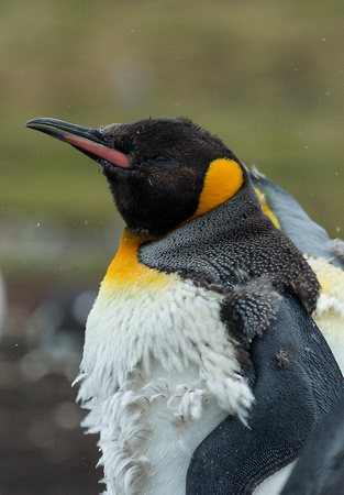 2017 01 12 King Penguin Falklands_Z5A9706