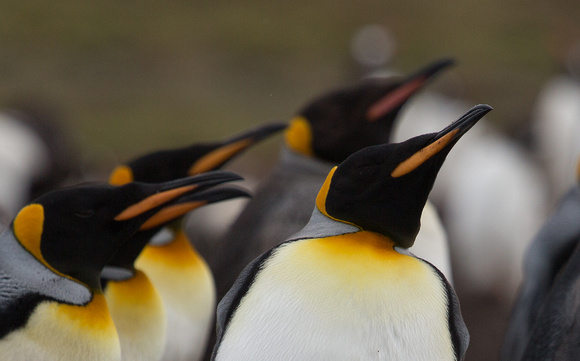 2017 01 12 King Penguin Falklands_Z5A9713a