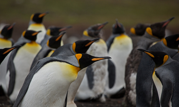 2017 01 12 King Penguin Falklands_Z5A9917