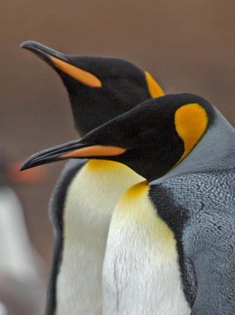2017 01 12 King Penguin Falklands_Z5A9922