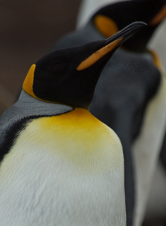 2017 01 12 King Penguin Falklands_Z5A9930