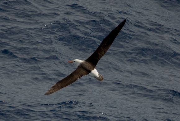 2017 01 13 Black browed Albatross off Cape Horn Tierra del Fuego_Z5A0875