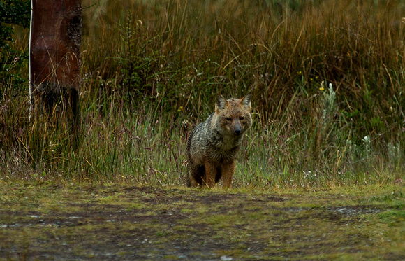 2017 01 14 Andean Fox Tierra del Fuego National Park Chile_Z5A1336