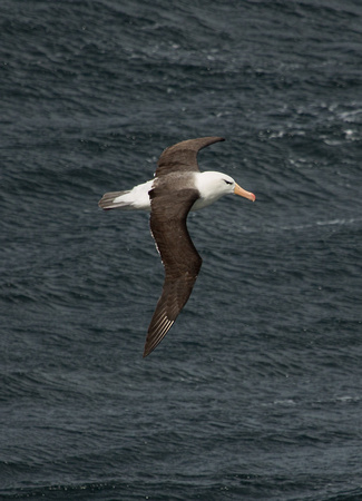 2017 01 16 Black browed Albatross off Chile_Z5A3566