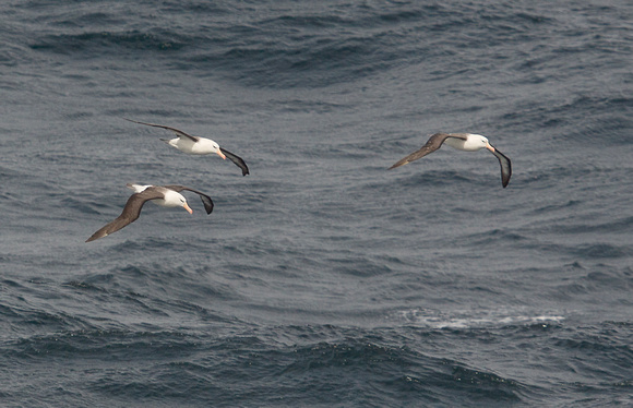2017 01 16 Black browed Albatross off Chile_Z5A3720