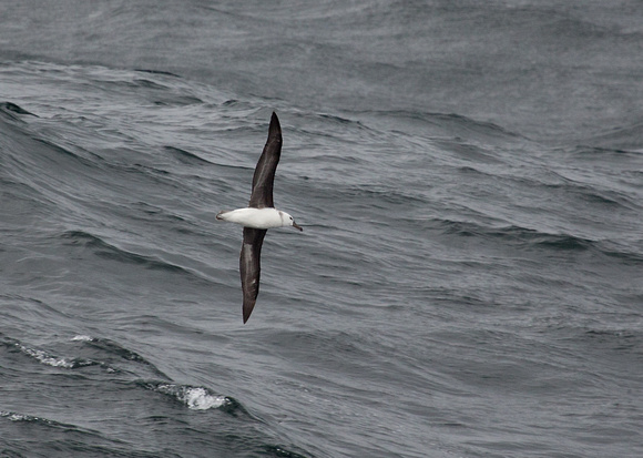 2017 01 17 Black browed Albatross off Chile_Z5A4128