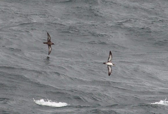 2017 01 17 Pink footed Shearwater off Chile_Z5A4170