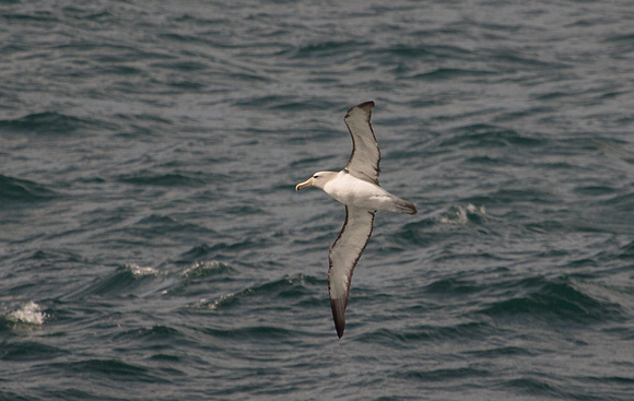 2017 01 17 Salvin's Albatross Off Chile_Z5A4625