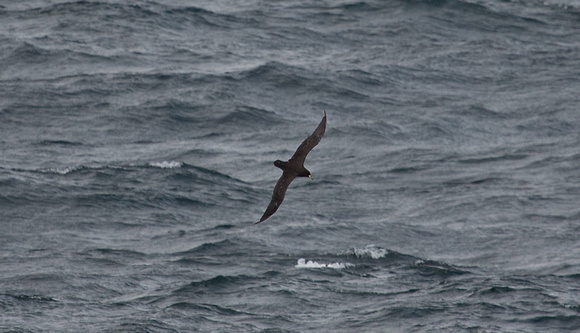2017 01 17 White chinned Petrel off Chile_Z5A4251