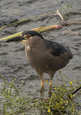 2017 01 19 Black crowned Night Heron Puerto Montt Chile_Z5A5910