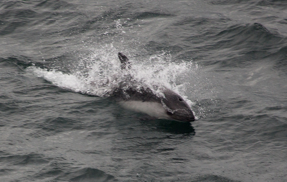 2017 01 19 Peale's Dolphin Puerto Montt Chile_Z5A5597