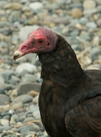 2017 01 19 Turkey Vulture Puerto Montt Chile_Z5A5919