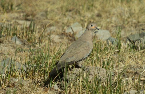 2017 01 22 Black winged Ground Dove Yeso Valley Chile_Z5A7913