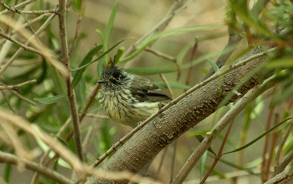 2017 01 22 Tufted Tit Tyrant Yeso Valley Chile_Z5A7676