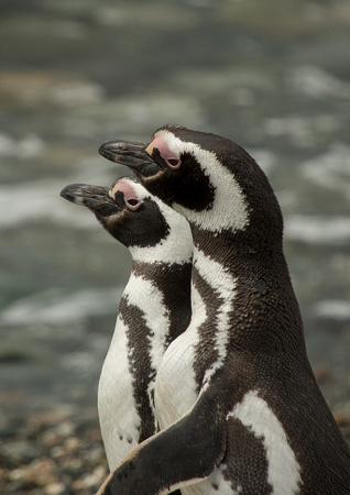 2017 01 15 Magelanic Penguin Magdalena Island Punta Arenas Chile_Z5A2305