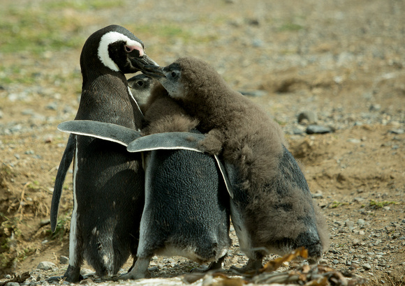 2017 01 15 Magellanic Penguin Magdalena Island Punta Arenas Chile_Z5A2502